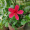 Sonam_Raj_Sharma