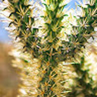 Cactus_Prickle
