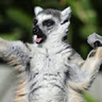 Lemur_5670