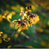 Witchhazel