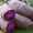 Purple_Yam_7029