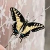 butterfly_99