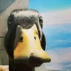 Reginald_The_Duck