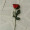Ansari_Shifa_8b_2