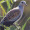 a_bird_9087