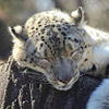 Sleeping_Leopard