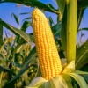 Corn_er