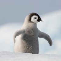 PenguinSam64