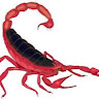 Scorpion_3404