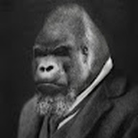 casual_gorilla