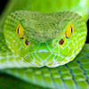 Snake_Jungle