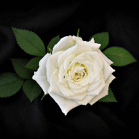 WhiteMoonlitRose