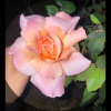 Rubycom