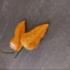 Lammasu