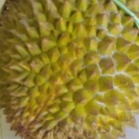 Durian_