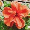 Camelia_Blooms70