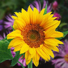 Sunflower001
