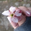 cherry_blossom_8621