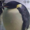 Fat_Penguin