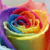 Rose_Austero
