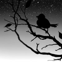 sparrow_at_night