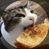 Grilled_Cheese_Cat