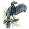 Archaeopteryx_Gray