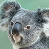 Koala_Fan