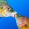 SaltedFish52