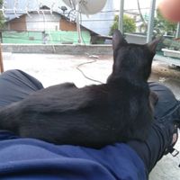 Black_Lazy_Cat