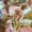 Kinanti_2945