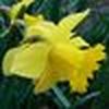Daffodil_Bloom