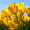 FlordeLuz