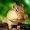 PastorChipmunk