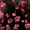 Mawar_Bodas_6420