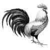 SomeRandom_Rooster