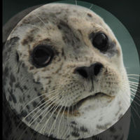 Seals_are_cute