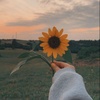Sunflower_11