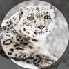 Freezing_leopard