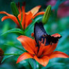 _Lily_27Butterfly_