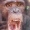 shoval_picu