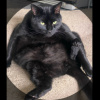 Chunky_Cat