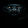 blind_604