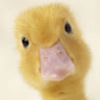 DuckyWucky_1884