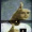 Soggy_Coissant