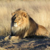 The_Cat_king