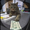 MoneyCat