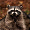 Evil_racoon