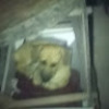 lobin_nubin