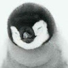 Sir_Penguin_OwO